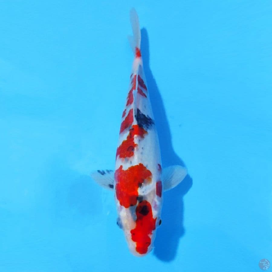 15. GOSHIKI 24 CM MALE