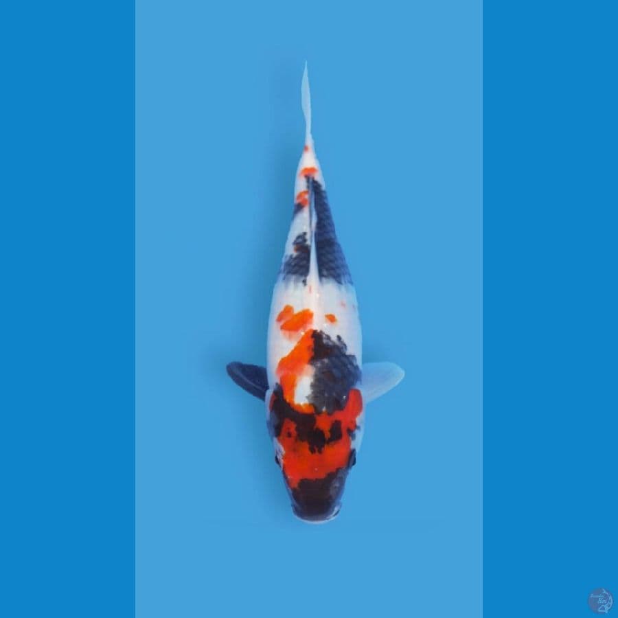 Showa Otsuka 30cm (Serti)