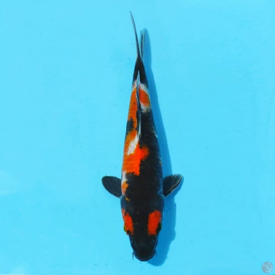 5. SHOWA 21 CM FEMALE