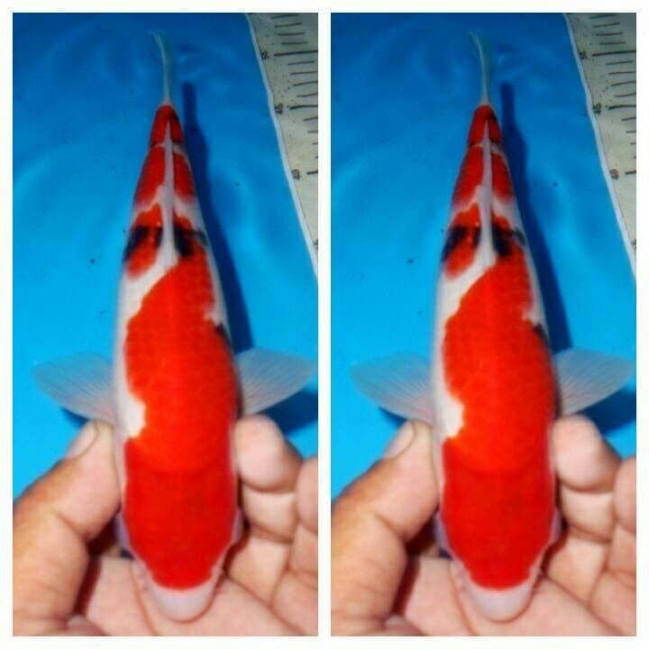 Baby sanke f1