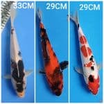 SHOWA, SANKE, GOROMO 29-33CM