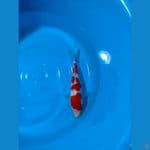 kohaku 25cm.  male