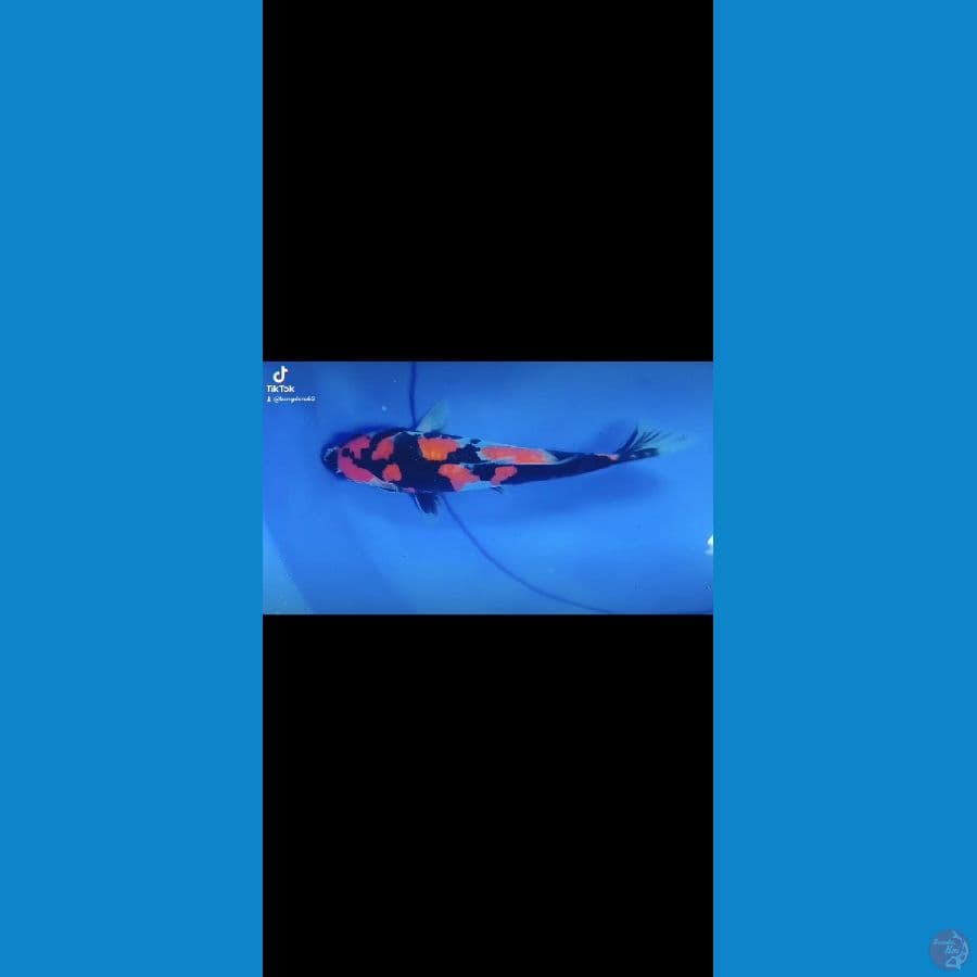 SHOWA DOITSU