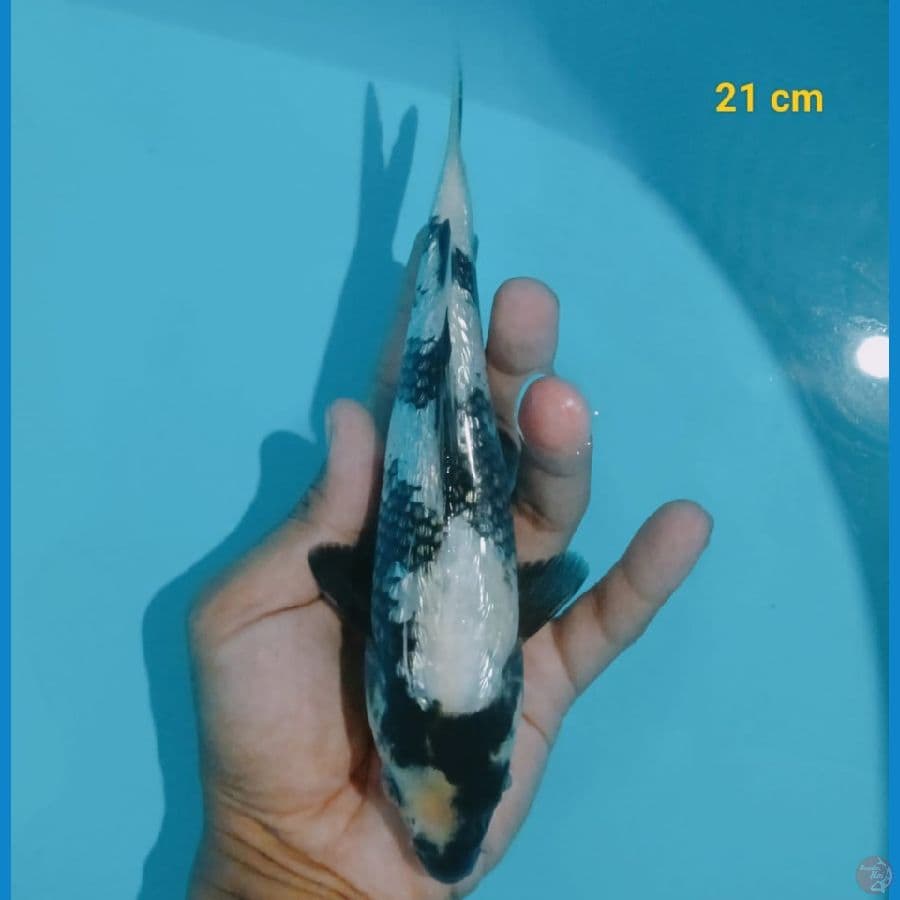 SHIRO GINRIN BULKI 21 cm