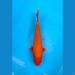 AKA HAJIRO 32CM MALE 