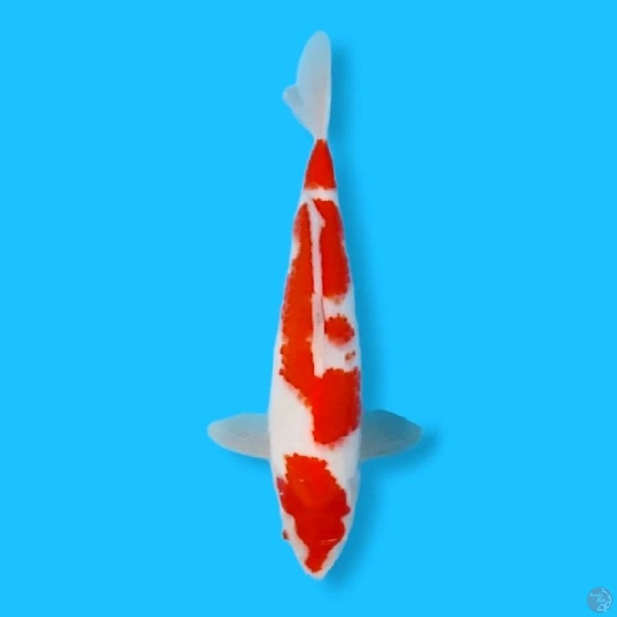 HanatSuki Kohaku 37CM Male