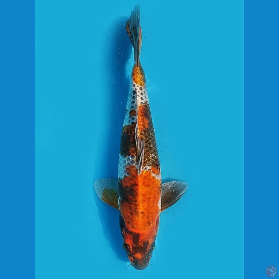 Kage Showa 36cm