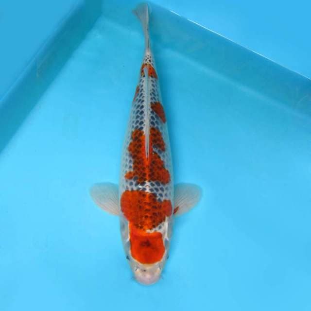 ASAHI 5 ~ GOSHIKI