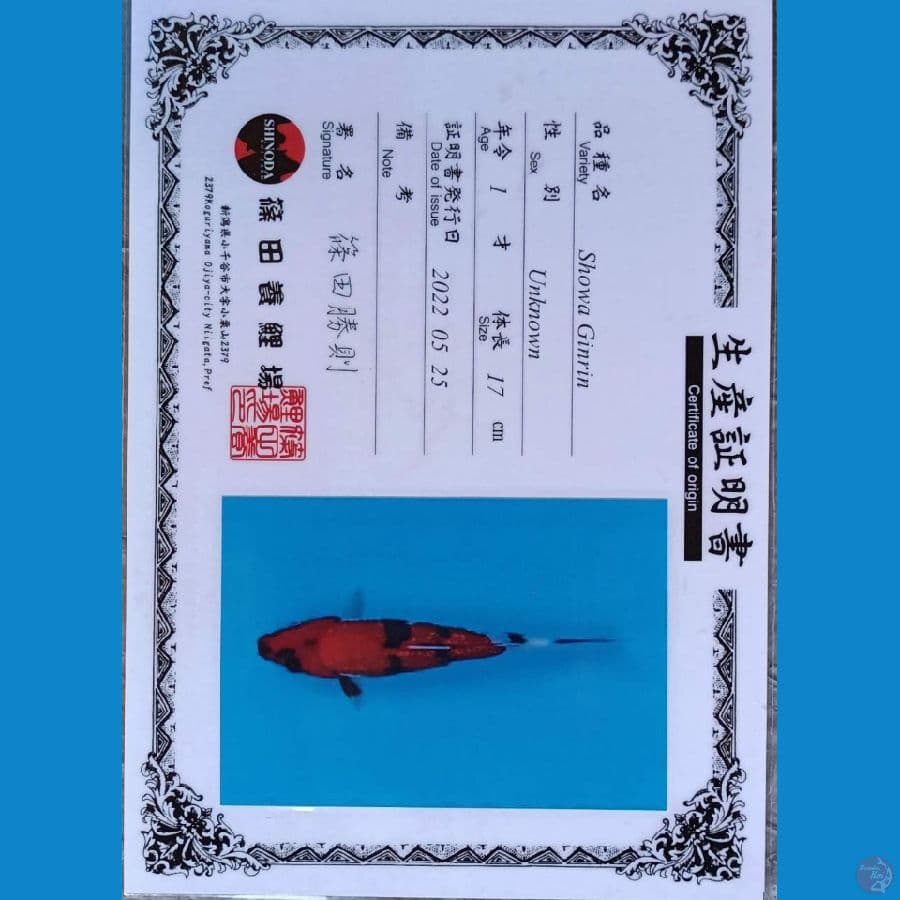 Shinoda Showa ginrin sz 22cm