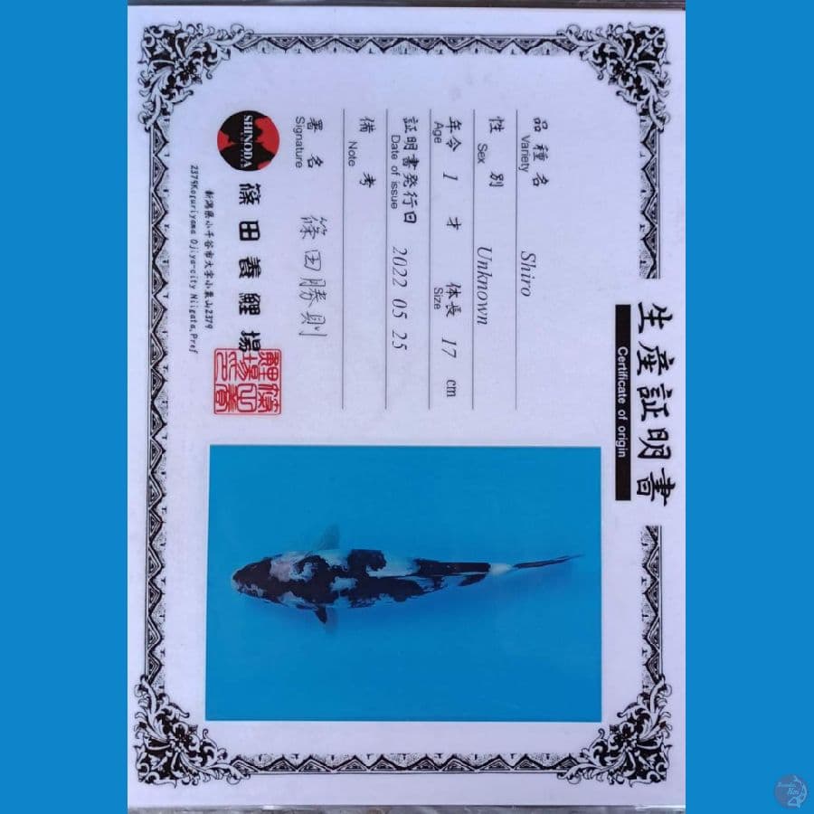 Shinoda Shiro sz 25cm