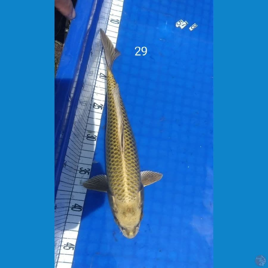mukasi gold SQ 