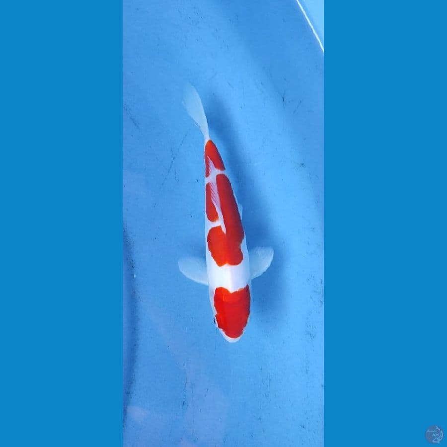 kohaku SQ _20 cm