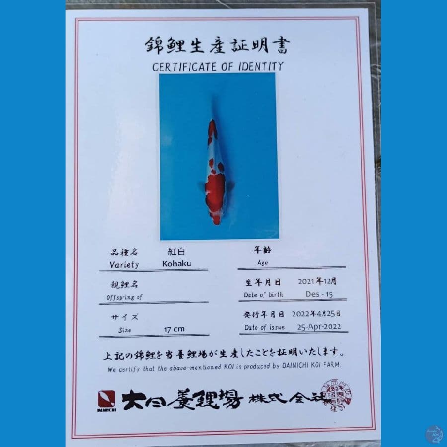 Dainichi Kohaku sz 22cm
