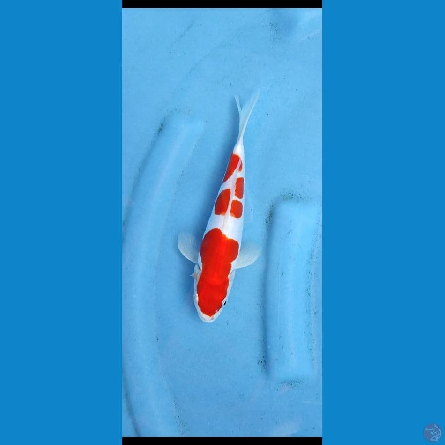 kohaku murni_ 20 cm