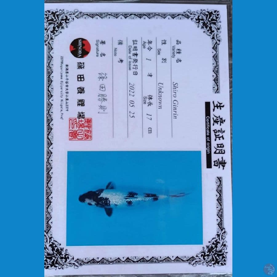 Shinoda Shiro Ginrin sz 23cm