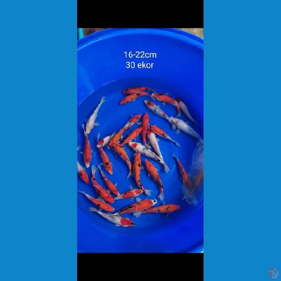 showa mix 16-22cm 30 ekor