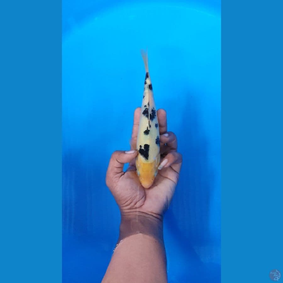 MINIONS BEKKO HQ~21cm-FEEMALE~