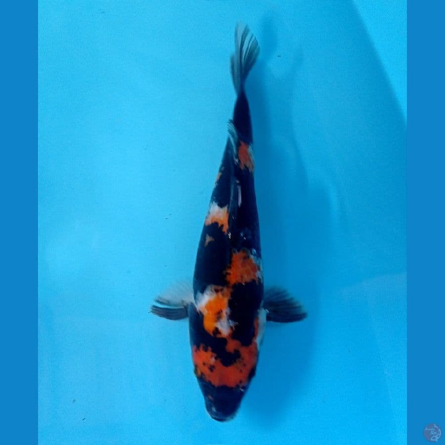 showa 27 cm