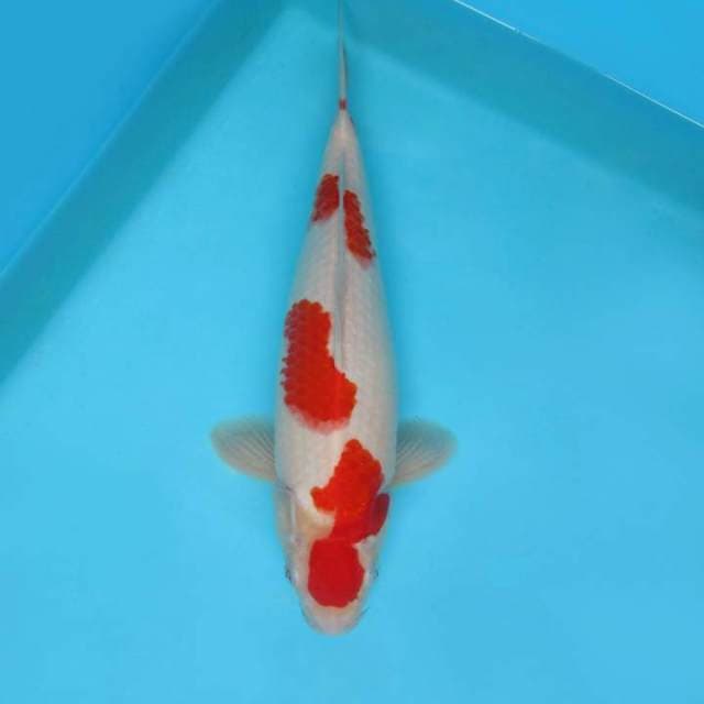 KENZO 8 ~ KOHAKU,-
