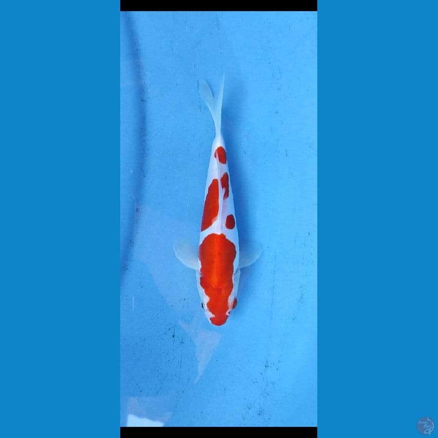 kohaku _18 cm