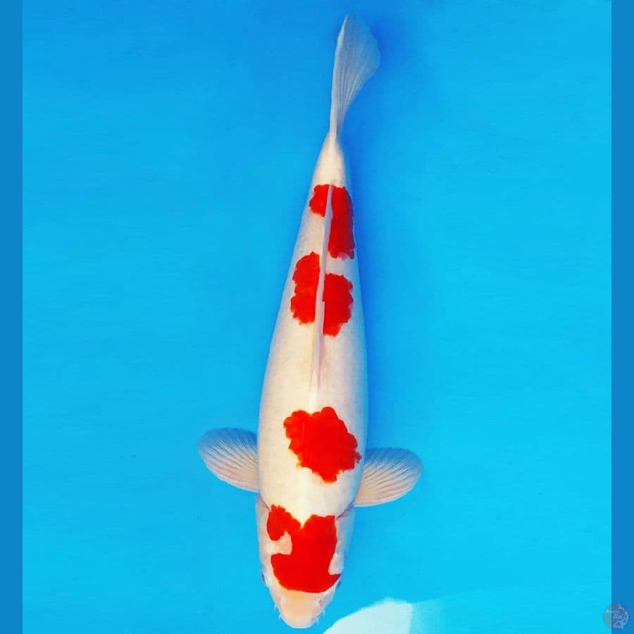 MEDUSA 3 ~ KOHAKU 52 cm/male ™