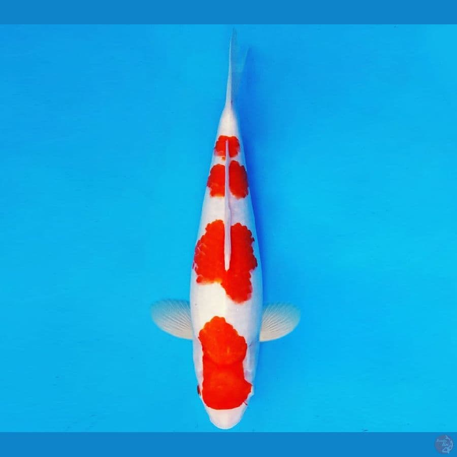 MEDUSA 13 ~ KOHAKU 35 cm/fm ™