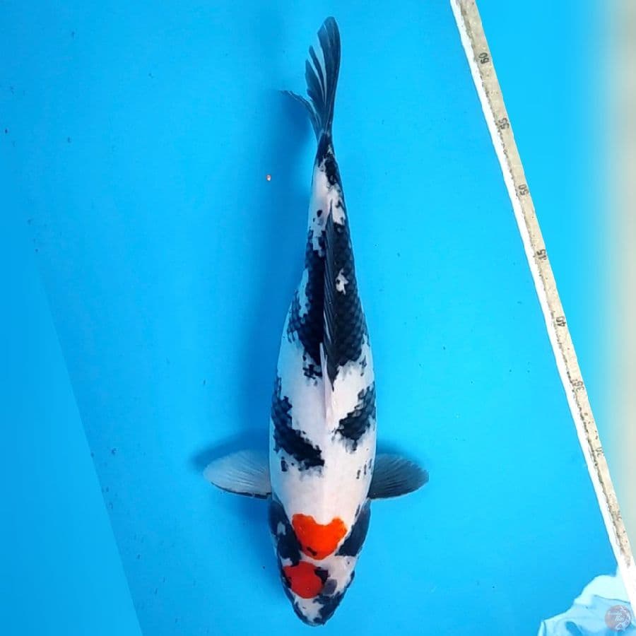 tanco sowa 40cm/fmle