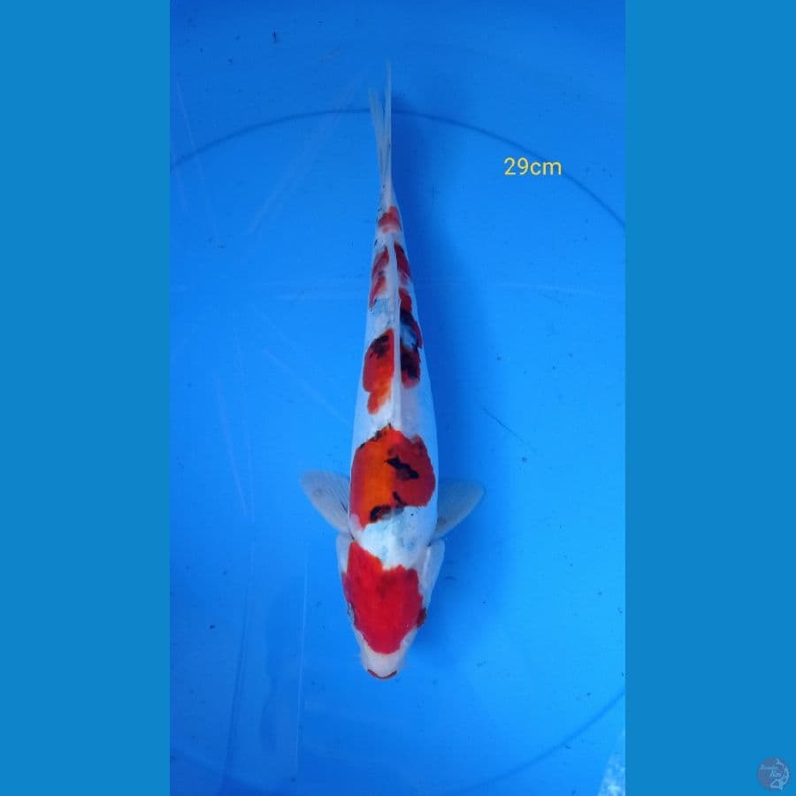~SANKE DOITSU STEP 29cm~