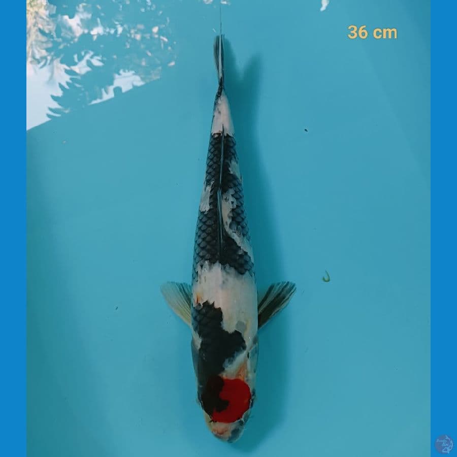 Tancho showa 36 cm