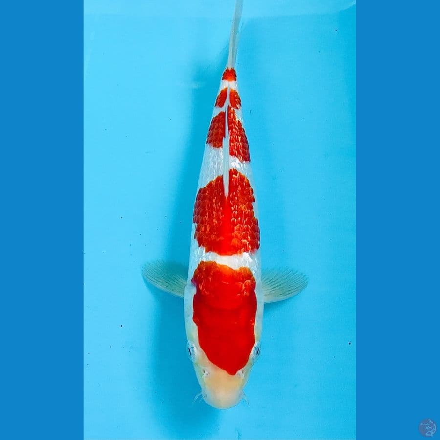 kohaku ginrin 25cm