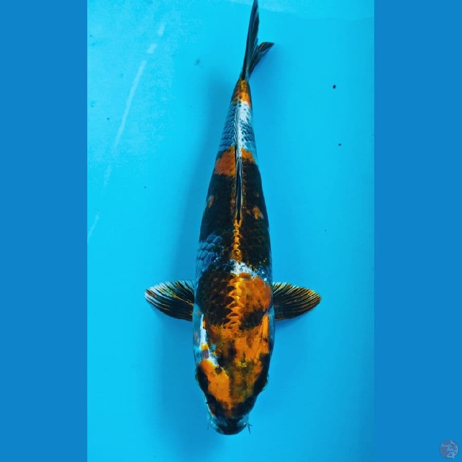 showa hikari 26cm