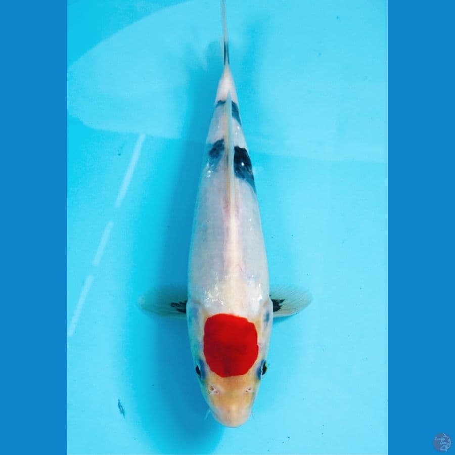 tancho showa 22cm