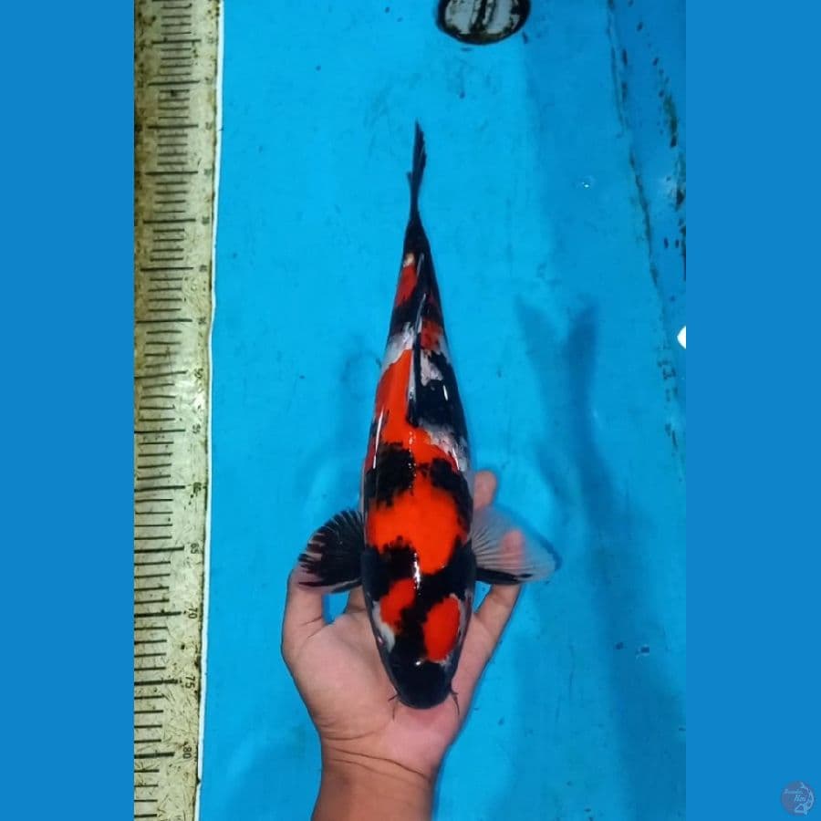 Showa 38cm