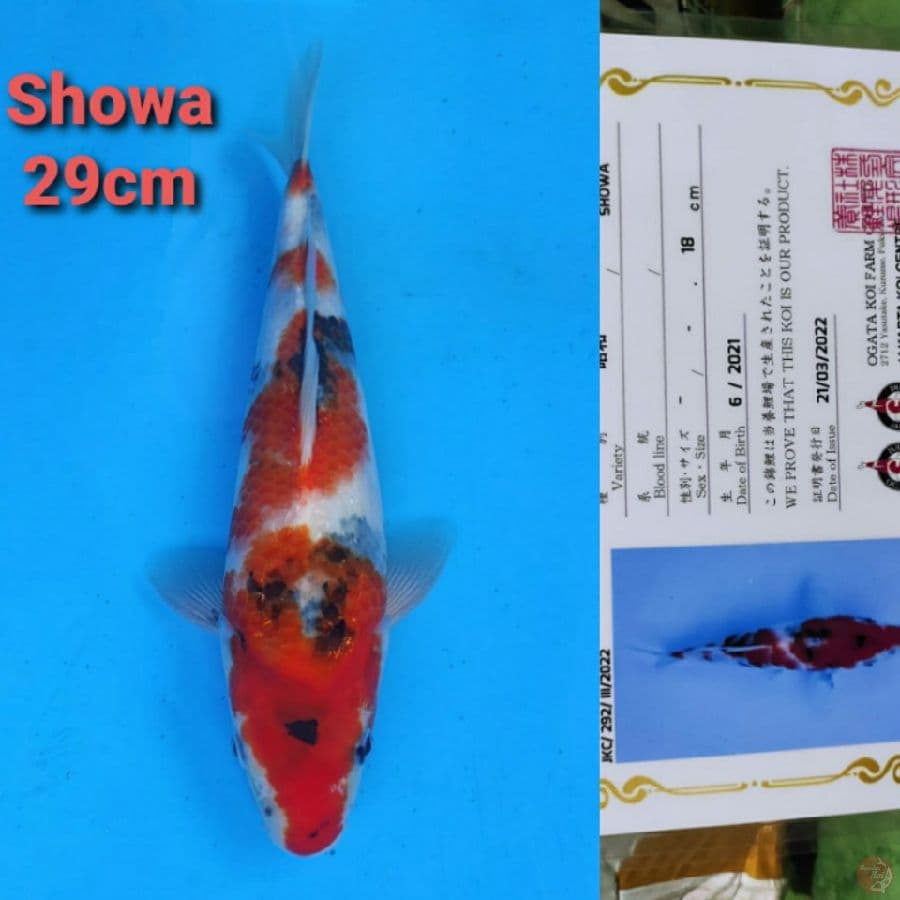 OGATA SHOWA 29CM