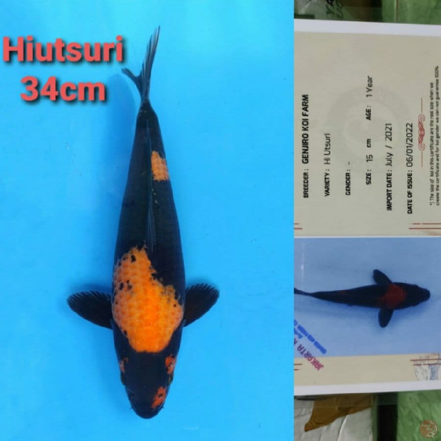 GENJIRI HIUTSURI 34CM