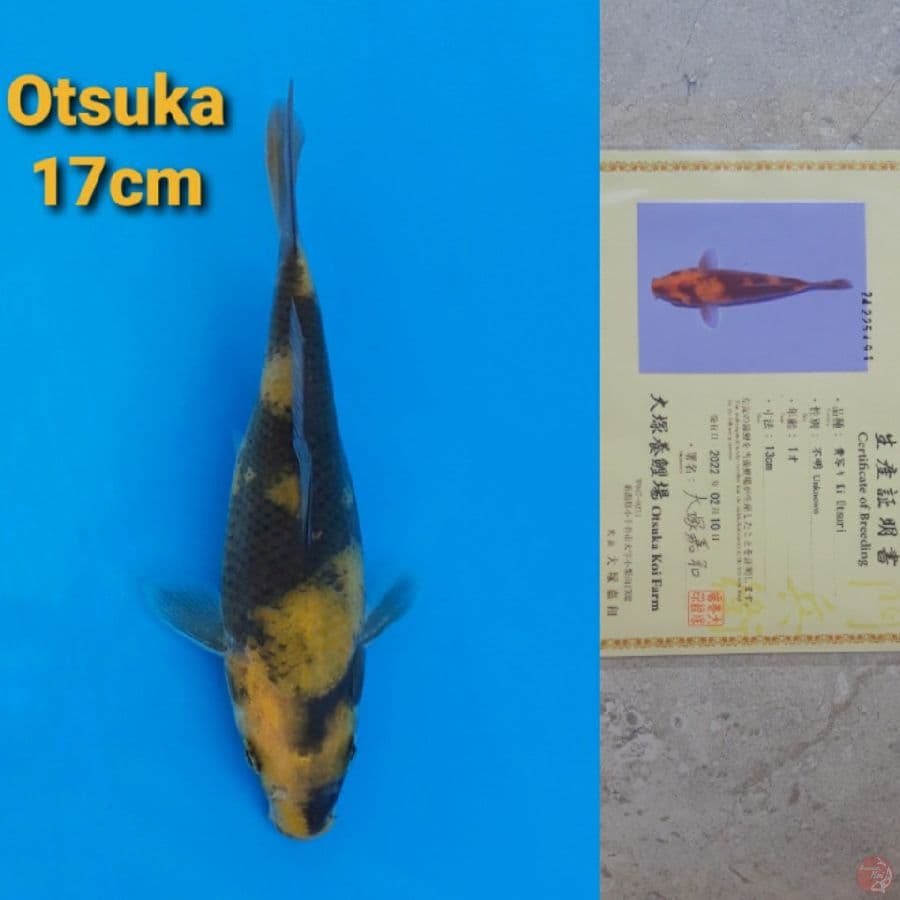 OTSUKA KIUTSURI 17CM