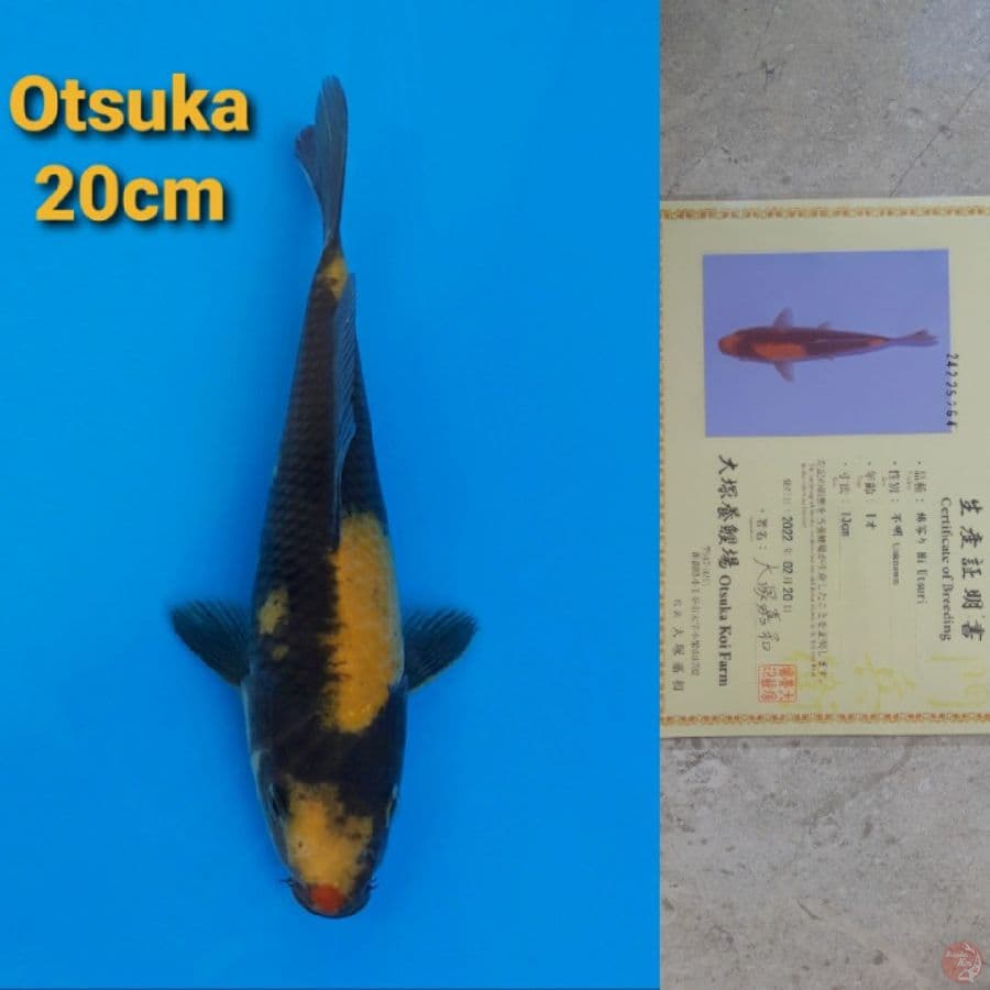 OTSUKA KIUTSURI 20CM