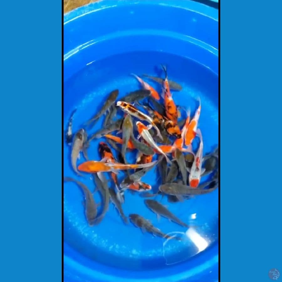 2. 50 EKOR SIZE 10-17 CM