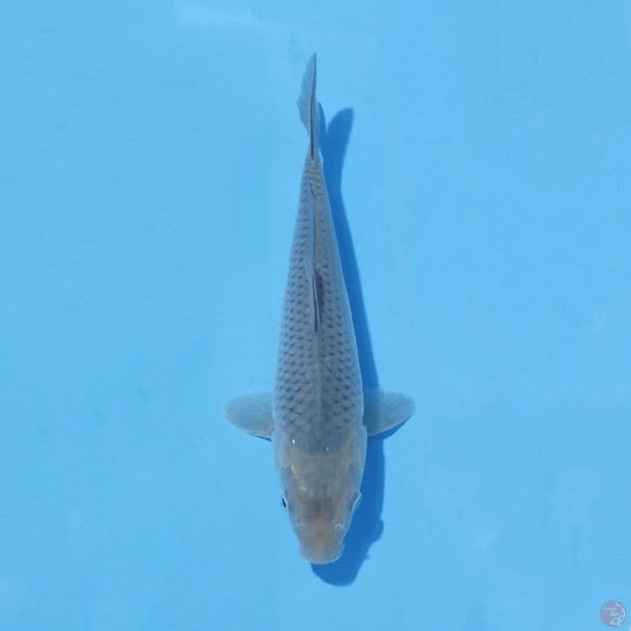 4. SORAGOI 26 CM FEMALE