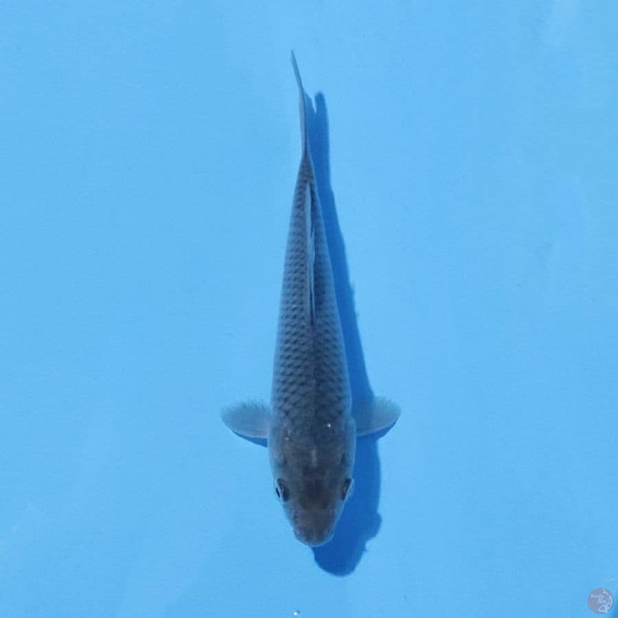 8. SORAGOI 21 CM FEMALE