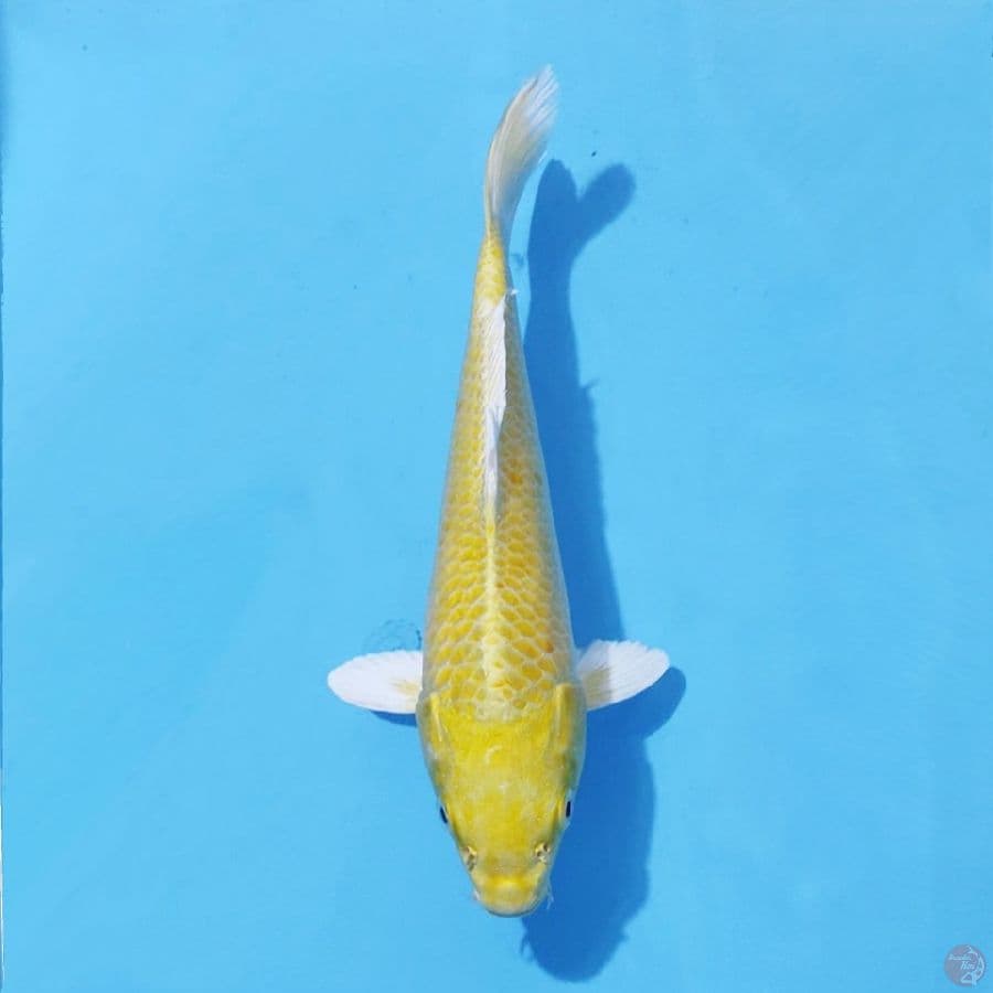 10. OGON 24 CM FEMALE