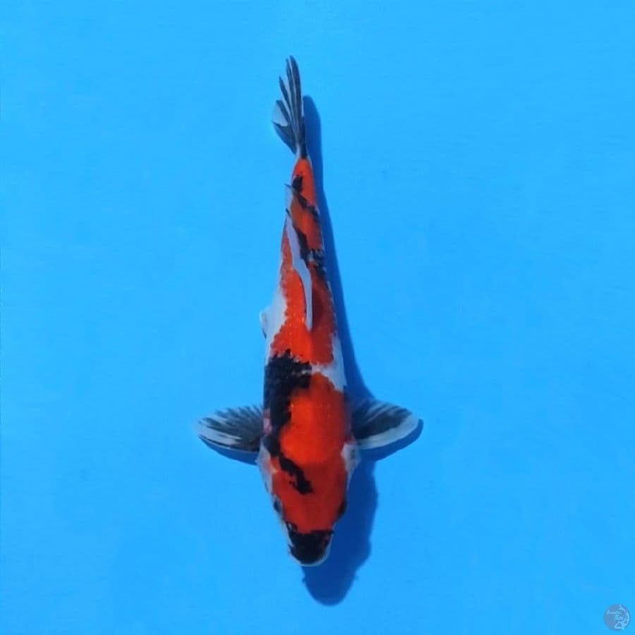 14. SHOWA 27 CM