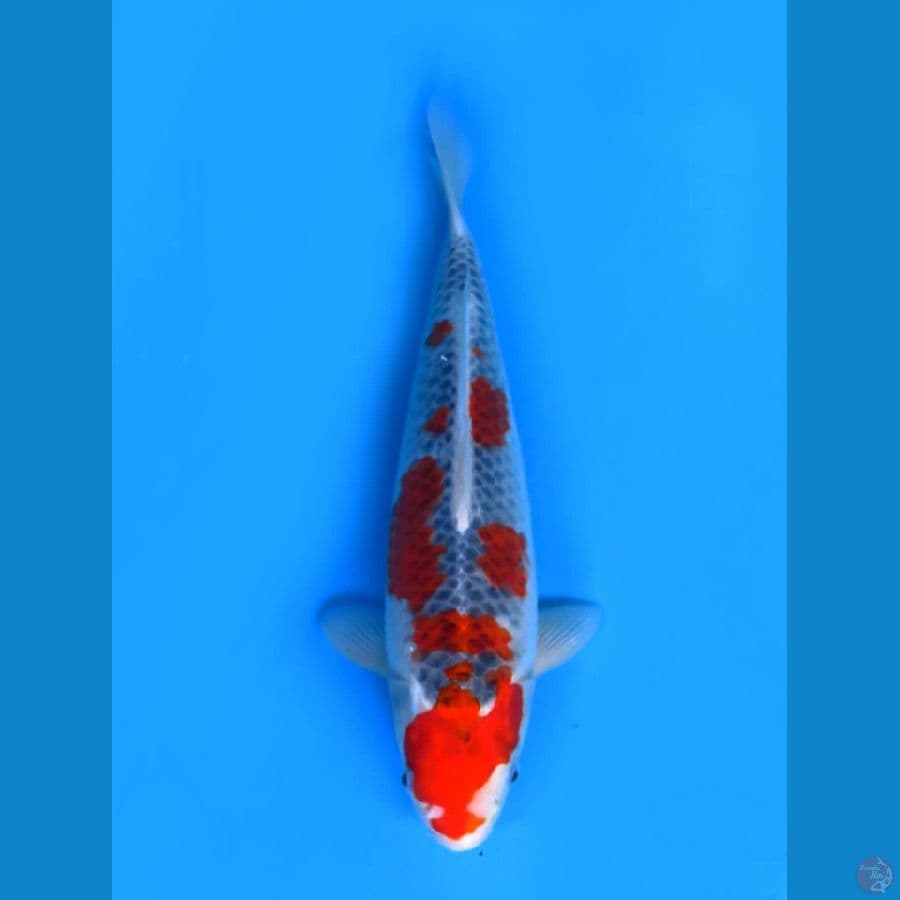38cm , SQ Goshiki ori 