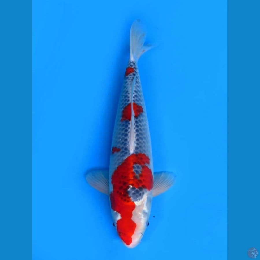 38cm , Goshiki SQ ,