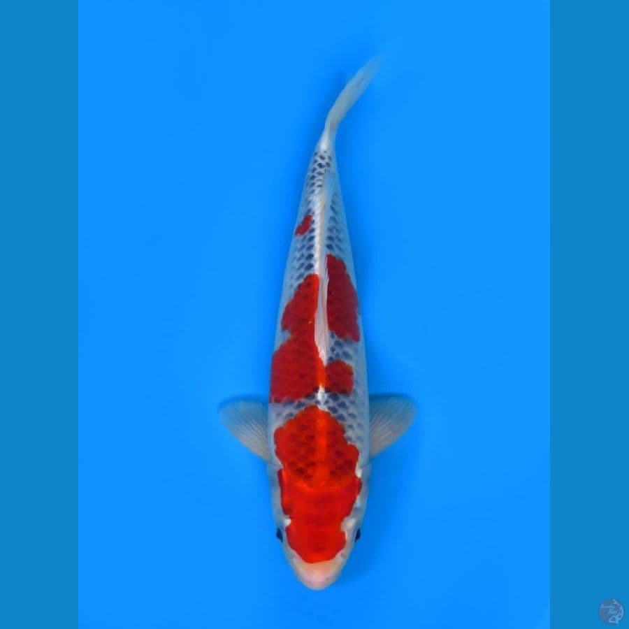 35cm ,  male goshiki Sq 
