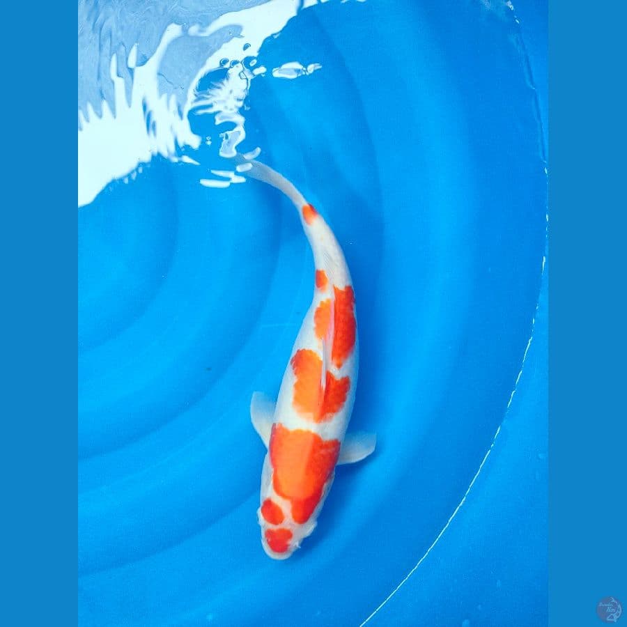 KOHAKU ORIGINAL 40 BU