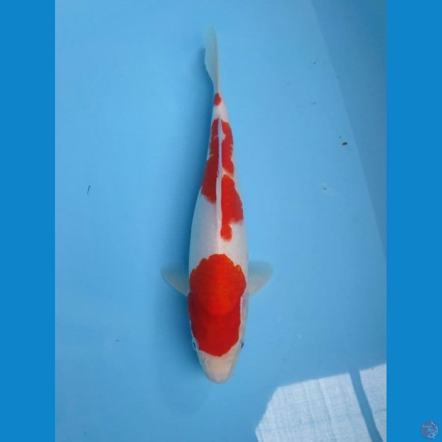 Kohaku.