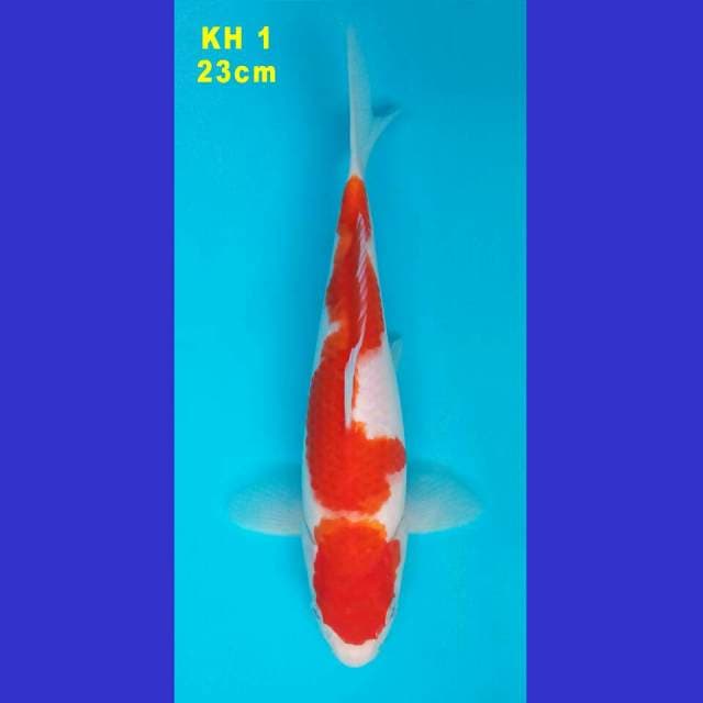 KOHAKU BULKY