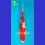 KOHAKU BULKY