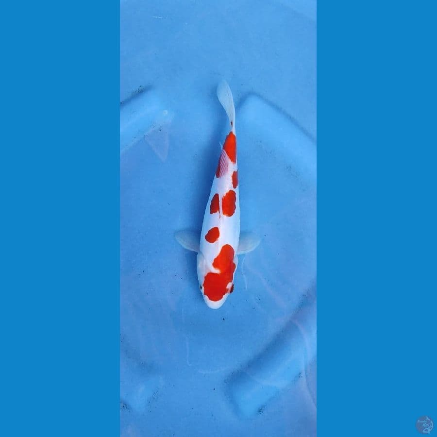 kohaku doitsu _ 20 cm